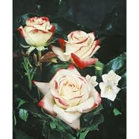 'Kaiserin Farah' -R-, Edelrose im 4 L Container