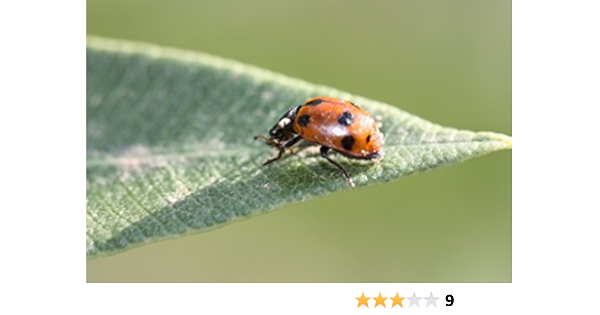 Larves De Coccinelle A 11 Points Coccilaure 30 Larves De Coccinelles Amazon Fr Jardin