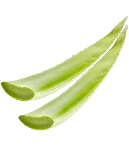 Portal Cool 2 X Medium Aloe Vera Blatt Frische 10-15 cm + Barbadensis  Miller : Amazon.de: Drogerie & Krperpflege