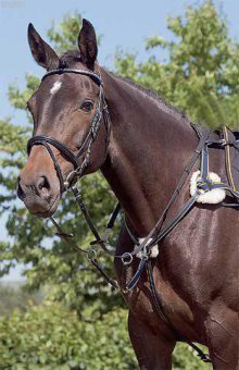 USG-Five-Point-Breast-Plate-with-Martingale-Fork-Silver-Fittings-Elastic