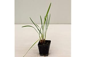 MONDOPIANTE Pianta Tulbaghia Violacea Vaso 7cm,Altezza 10/15cm