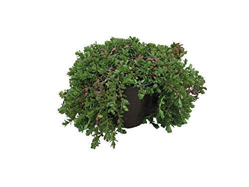 Brahmi (Bacopa monnieri), Marktfrische Pflanze, Gedächtnis Stütze