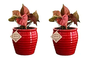 Abana Homes Air Purifying Plants Syngonium Mini Indoor Plant in Red Pot -Combo of 2