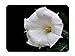 Produktbild BGLKCS White morning glory with water drops - Flower- #31155 Mauspads Customized Rectangle Non-Slip Rubber Mousepad Gaming Mauspads 8.6x7.1 Inches