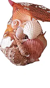 Rainbow Seashell Handcrafted - Seashells for Aquarium | Fish Tank | Art Craft