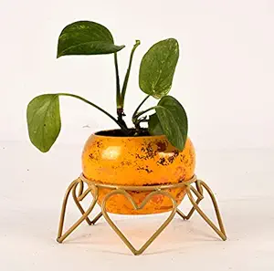 Roots & Shoots Metal 4 Inch Designer Polka With Gold Heart Stand For Tabletop For Home Decor And Indoor Gardening (Yellow) Metal Pots For Indoor Plants I Elevated Garden Planter I Raised Planter I Desk Plant I Raised Planter Box I Ascent Homes Metal Planter I Raised Planter Box With Legs I Brass Pots For Indoor Plants I Golden Planter I Mid Century Plant Stand I Brass Planters For Indoor Plants I Indoor Plant Stand For Living Room I Metal Planters Pot For Indoo