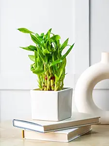 Nurturing Green Lucky Bamboo 2 Layer Big in White Ceramic Pot