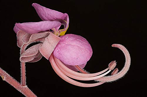 Portal Cool 60: 15-150 Seeds Cassia Grandis Pink Flowers Acacia Tropical Coral Shower Tree Seeds