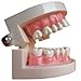 Produktbild Autek Dental Zahnarzt Zähne Kind Kid Gums Standard-Tooth Teaching Model (Dental-08)