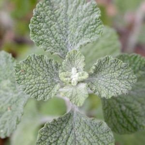 White Horehound Herb Seeds (Marrubium Vulgare) 200+Seeds