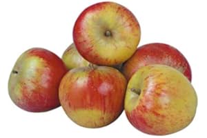 LIEFERFRUCHT Cox Orange Äpfel süß säuerlich vom Bodensee. 5 kg Box, Ernte 2019