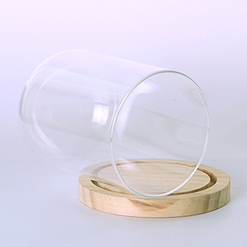 MagiDeal Garten Deko Transparente Glasglocke Glashaube Glassturz mit Holzboden für Pflanzen Blumen - 5