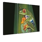 Bilderdepot24 Cuadros en Lienzo Rana en la Naturaleza 150x90 cm 3 Piezas - Enmarcado Listo...