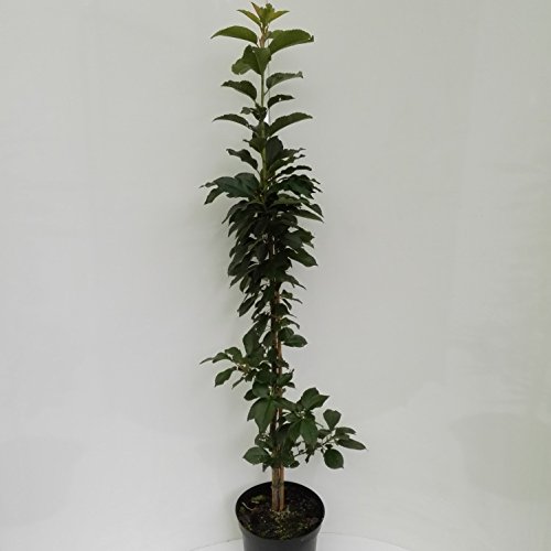 Müllers Grüner Garten Shop Säulensauerkirsche Jachim ® Kirsche Säulenobst Terrassenobst Balkonobst 80-100 cm 7.5 Liter Topf, Colt