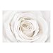 Produktbild Apalis Vliestapete – Pretty White Rose – Wandbild breit Tapete Wand Wandbild Foto Funktion wall-art Tapete Wandmalereien Schlafzimmer Wohnzimmer, Dimension HxB: 225 cm x 336 cm