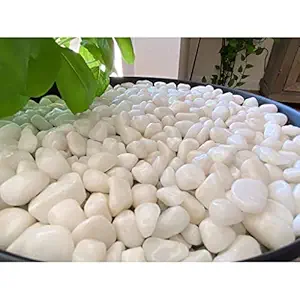 Star Polished White Pebbles (1000 Grams) Size 2