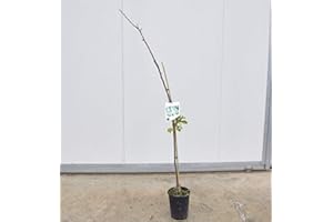 MONDOPIANTE Albero Di Azzeruolo Rosso,150cm