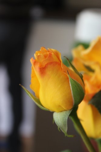 Rose Gelber Duft – Kräftige Pflanze im 6lt Container - 3