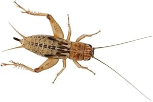 Livefoods4u Live Brown Silent Crickets Medium (9-14mm) Tub of 100