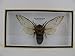 Produktbild asiahouse24 XXL Giant Clear Wing Cicada Cicade (Pomponia Imperatiria) - echtes riesiges und exotisches Insekt im 3D Schaukasten, Bilderrahmen aus Holz - gerahmt - Taxidermy