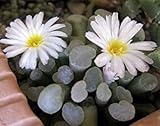Frithia humilis @ j @ exÃ³tico semilla cactus cactus mesembs rara flor blanca 100 semillas