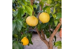 GENERICO pianta LIMONE BERGAMOTTO 3 anni varietà antica 160 cm Vivaio Annese