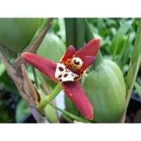 1 blühfähige Orchidee der Sorte: Maxillaria, 9cm Topf, Starker Kokosduft
