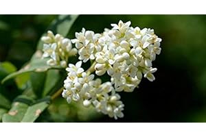 TU PROPIO JARDÍN 15 Semi di Ligustro (Ligustrum Lucidum)