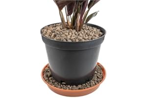 AP SUPPLIES 15Liter Grade 4mm-8mm Clay Pebbles, Hydroton or LECA-Lightweight Expanded Clay Aggregate, Heated Clay - used in hydroponic systems, aquaponics, and as a growing medium for plants.