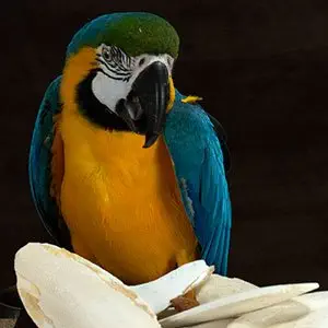 Aqua Petz Premium Cuttlefish Big Size Bone for Birds 100 Gram , Natural Calcium for Finches, Budgies, Conures, Lovebirds, Cockatiels, African Grey, Macaws, Cockatoo, Eclectus,, white