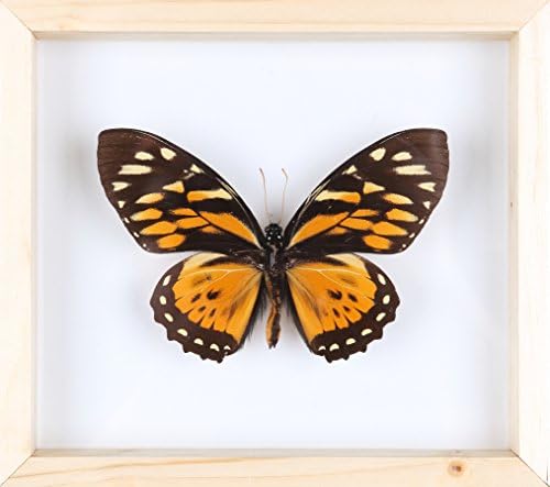 The Orange Mimic-Swallowtail (Papilio zagreus) Natural Wood See through Glass Frame, Mounted in a Double Glass Frame - Natural History