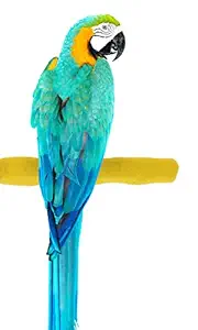 Sweet Feet and Beak Comfort Grip Safety Perch Bird Toys - Patented Pumice Perch - Comfortable Bird Perch - Safe, Non-Toxic, Easy to Install Bird Cage Accessories - Parrot Toys (Large, Yellow)