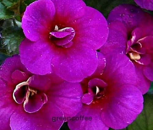 Preisvergleich Produktbild Portal Cool Achimenes Abyss EIN Rhizom