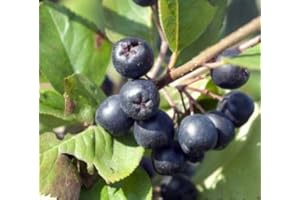 Aron, Aronia, schwarze Apfelbeere, mehrtriebiger Strauch, 60-80cm im Topf