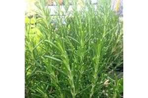 HORTIFLOR BUREAU Romarin arbustif - Rosmarinus officinalis (lot de 3 pieds)