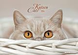 Katzen Bildkalender 2014 by 