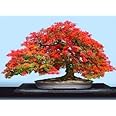 Creative Farmer Gulmohar Bonsai Suitable Seeds