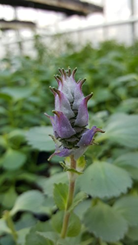 Coleus Canin „Verpiss-Dich®“-Pflanze,3 Pflanzen Katzenschreck, Katzen-Stopp - 2