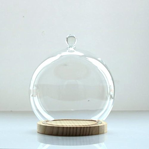 MagiDeal Deko Glasglocke mit Holzboden , Transparent Glas Behälter Micro Landschaft Garten DIY Terrarium Container Dekoration – mit kleinen Kugel, 15x18cm - 7