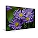Produktbild Calvendo Premium Textil-Leinwand 45 cm x 30 cm Quer, Lila Aster | Wandbild, Bild auf Keilrahmen, Fertigbild auf Echter Leinwand, Leinwanddruck: Blumen und Blüten im Herbst Natur Natur