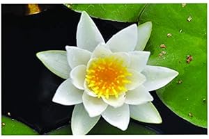 Lincolnshire Pond Plants Ltd - Pygmaea Alba Water Lily - Live Water Plant Aquatic Pond Lake Marginal - Kit