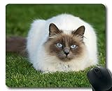 Mauspad, Balinese Cat Himalayan Cat-Tierkatzengras-Mauspad, Mauspad für Computer cat035