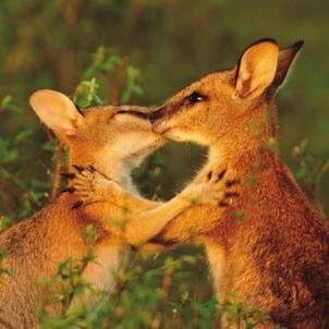 National Geographic Blank Greetings Card - Agile Wallabies Spar on the Bamarru Plains