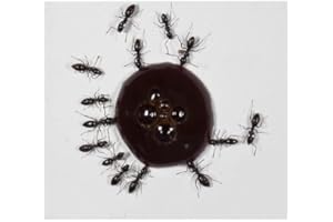 AntHouse 10ml Nectar pour Fourmis- Sirop de protéines - Protein Syrup for Queens Ants and Ants COLONYS.