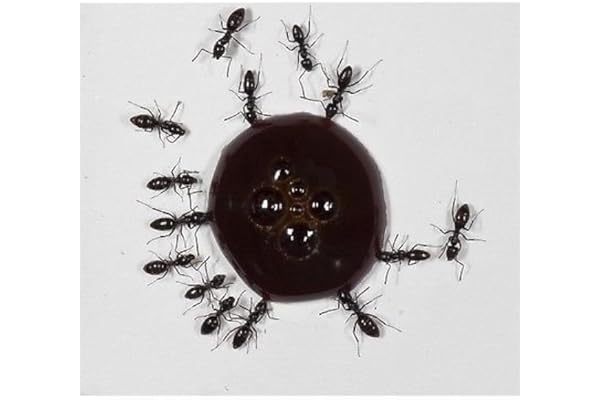 AntHouse 10ml Nectar pour Fourmis- Sirop de protéines - Protein Syrup for Queens Ants and Ants COLONYS.