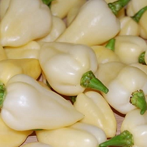 Fatalii weiß - sehr selten - scharfes Chili - Peperoni - bis 325.000 SHU - 20 Samen