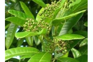 SVI 10 graines - Pimenta dioica - Piment de la Jamaïque