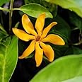 NavaUrja Gardenia Carinata Highly Fragrant Flower Shrub Plant (Golden)