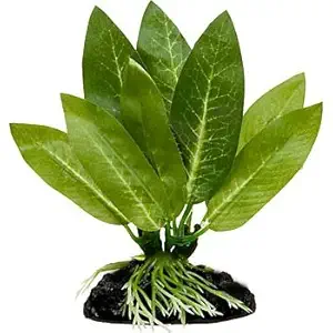 Blue Spotted Betta Plant, Amazon Sword by - Great for Betta Fish and Use with Betta Leaf Pad and Betta Log