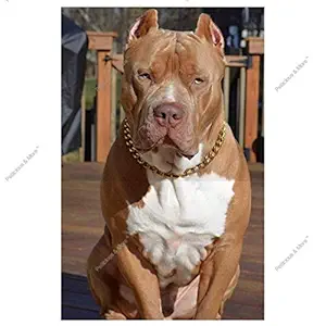 Petlicious & More Pure Brass Grinder Design Dog Choke Chain Training Collar -28 Inch/1.5 cm Thick